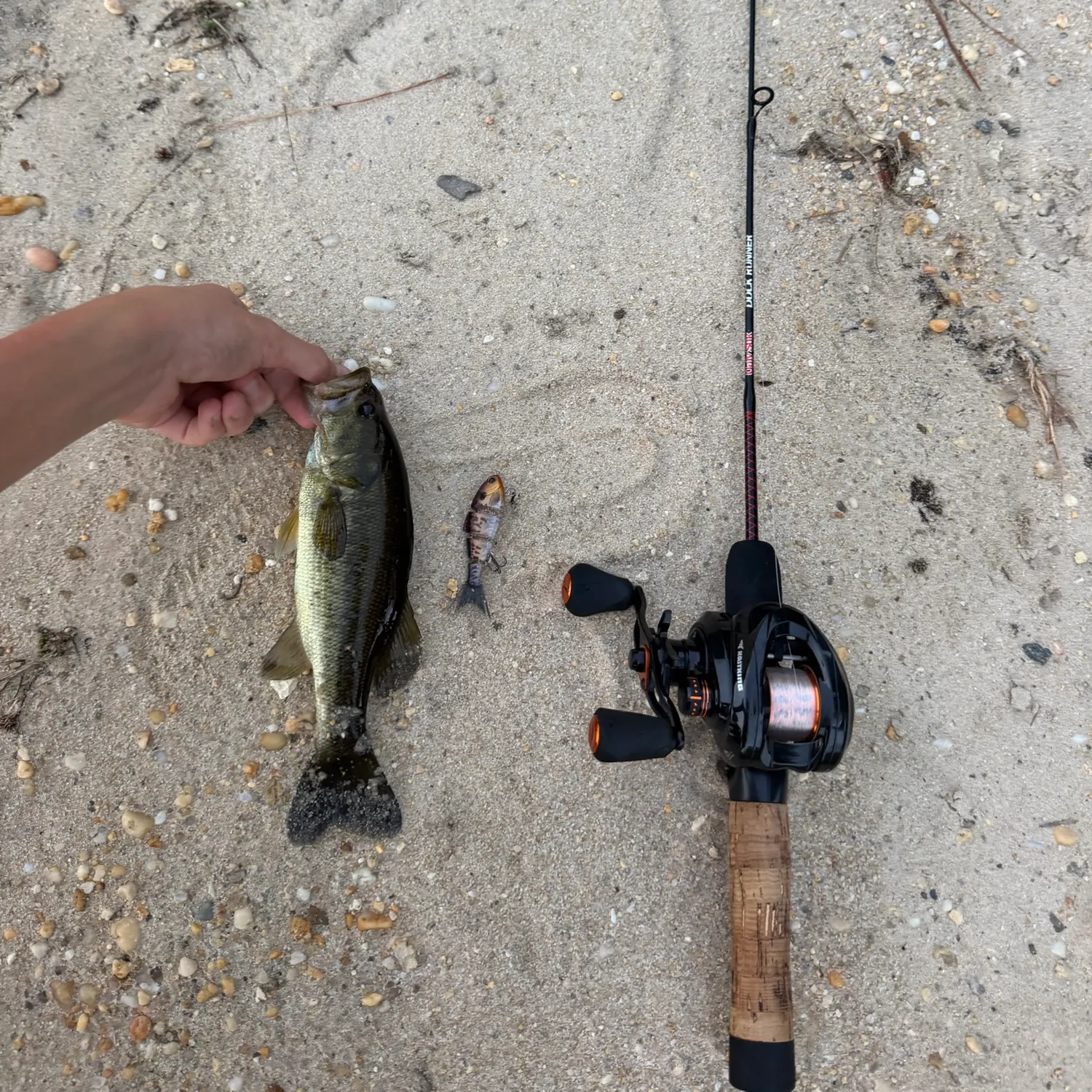 Largemouth bass caught on Fishbrain