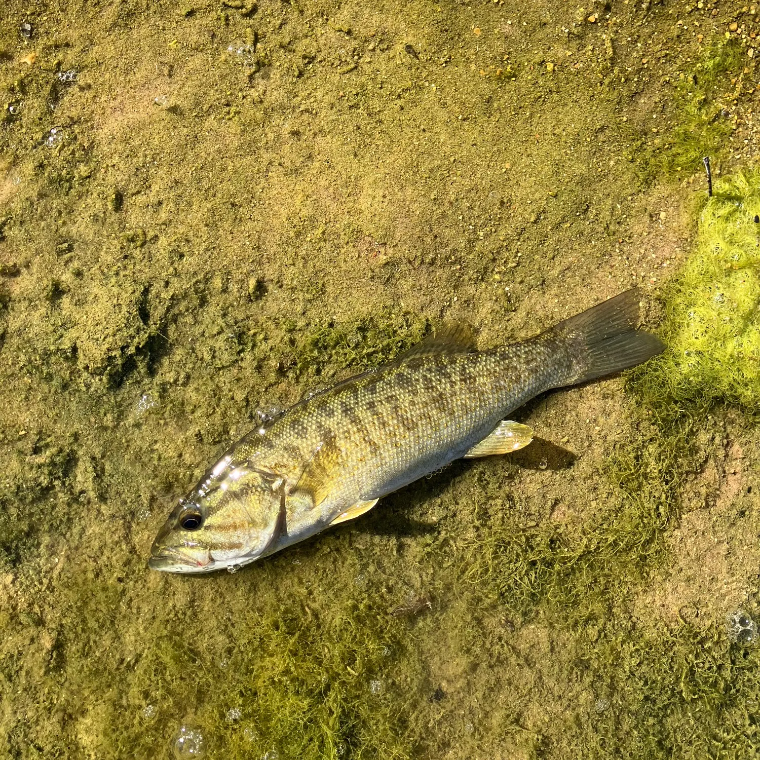 Smallmouth bass caught on Fishbrain