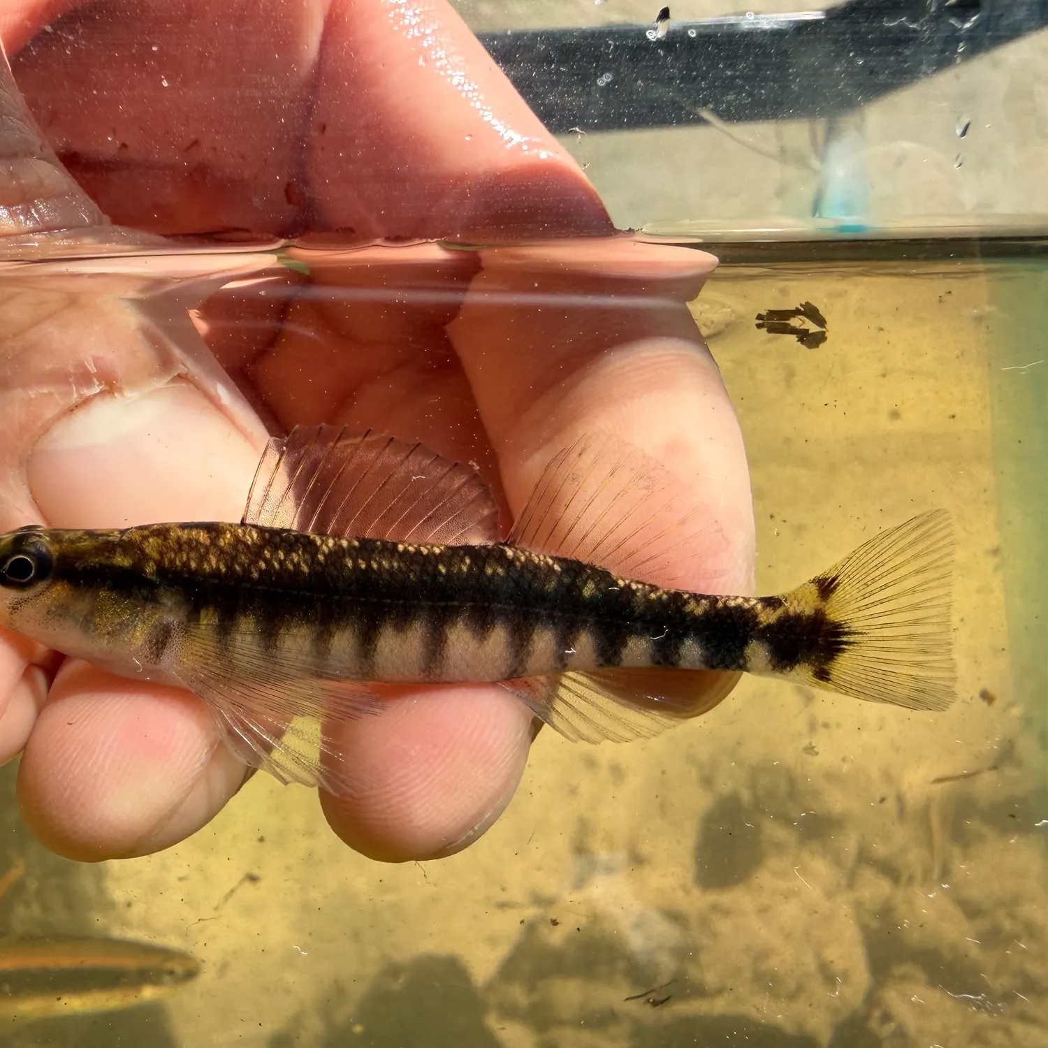 The most recent Westfalls darter catches on Fishbrain