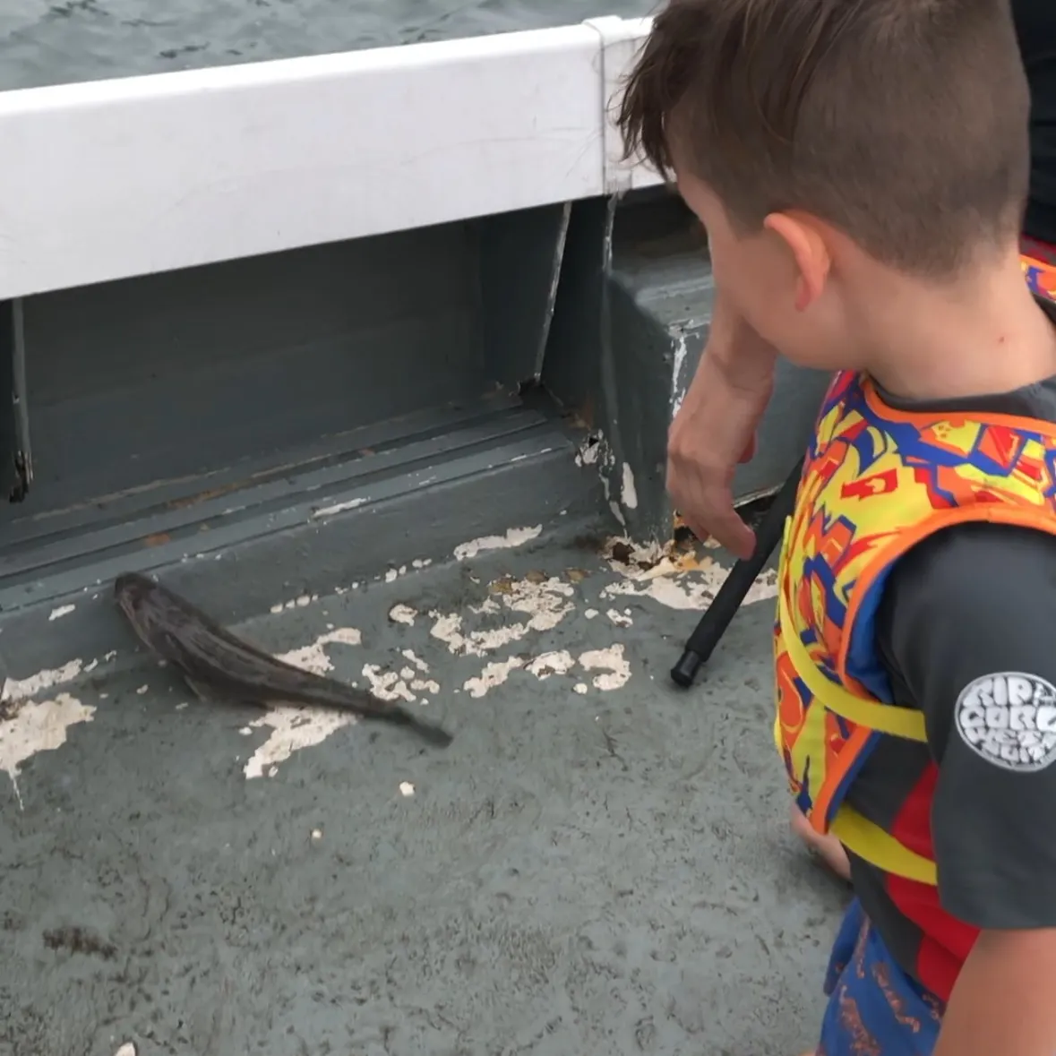 Dusky flathead caught on Fishbrain