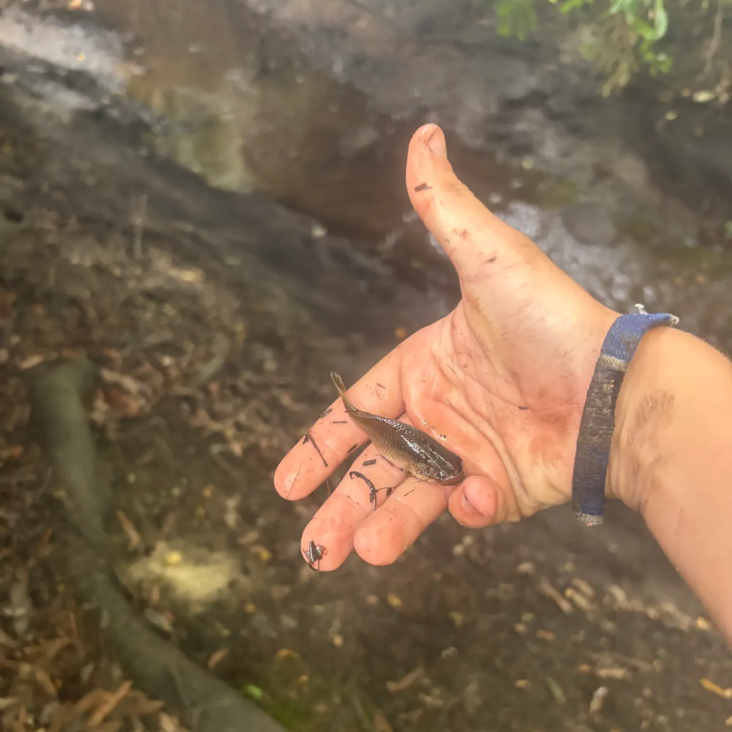 The most recent Banded killifish catches on Fishbrain