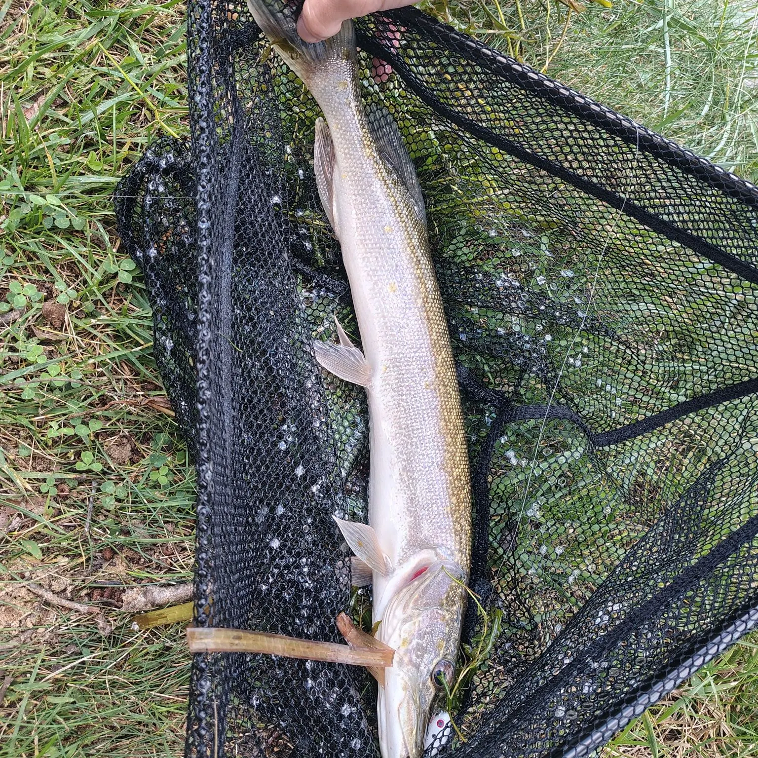 The most recent Silver pike catches on Fishbrain