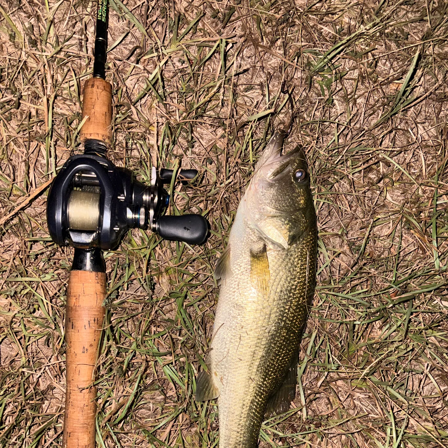 Largemouth bass caught on Fishbrain