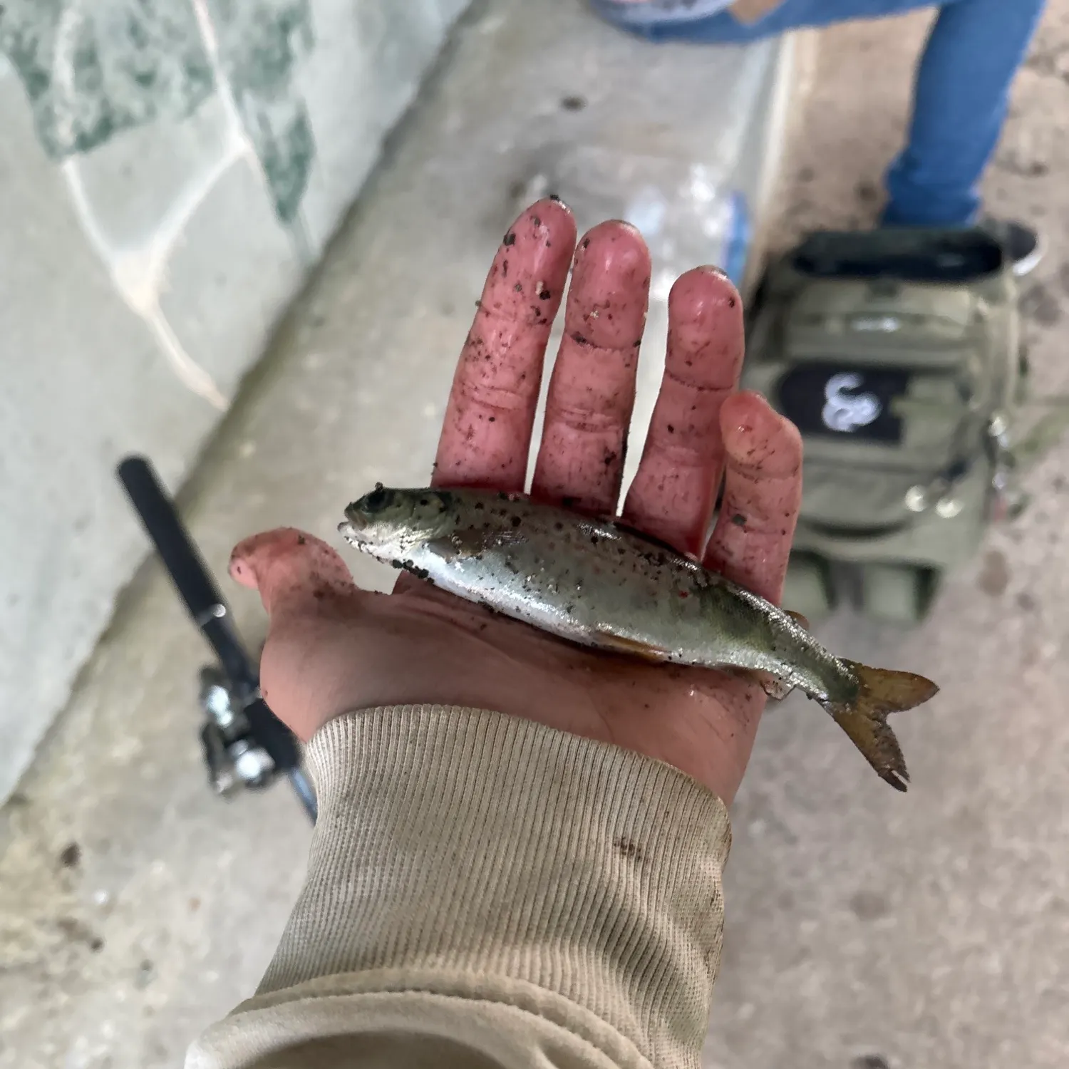 Sea trout caught on Fishbrain
