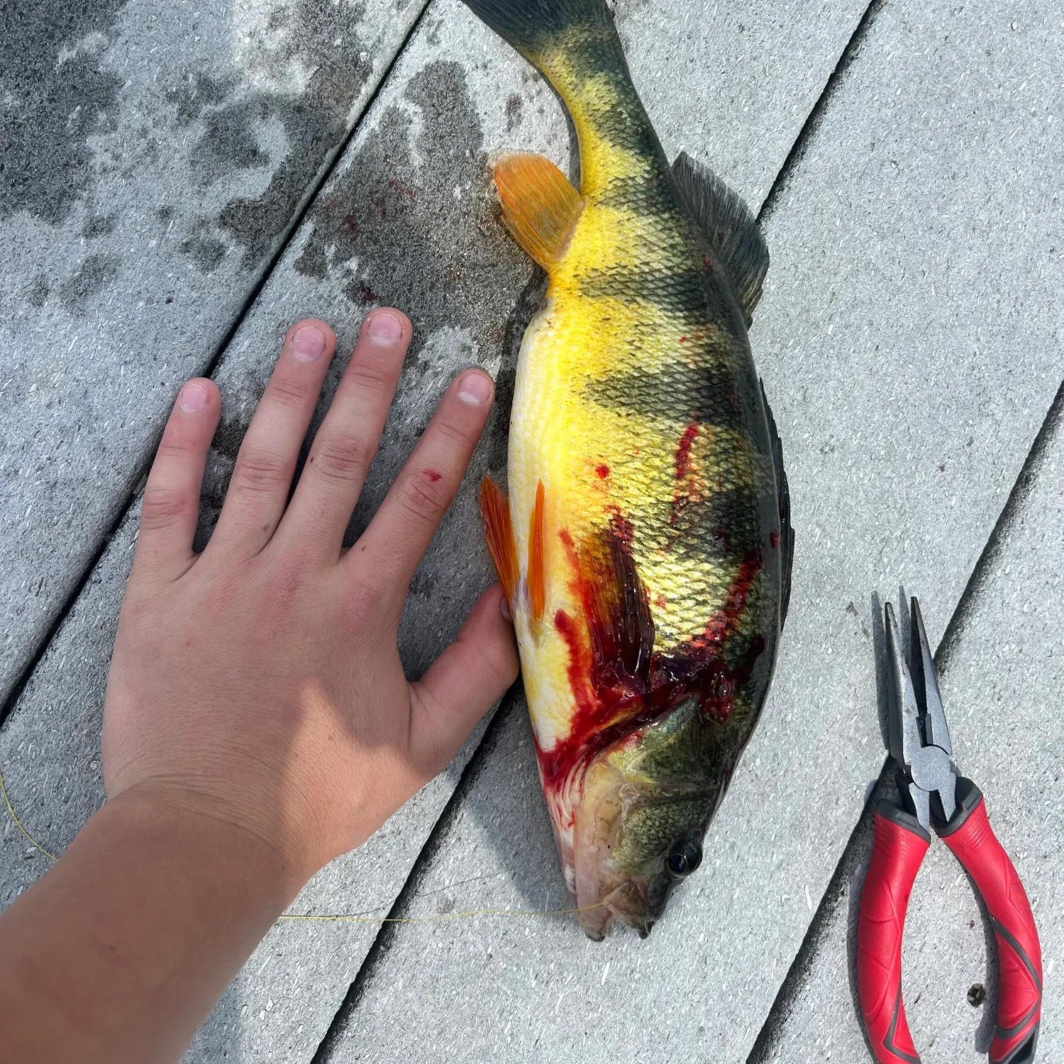 catch