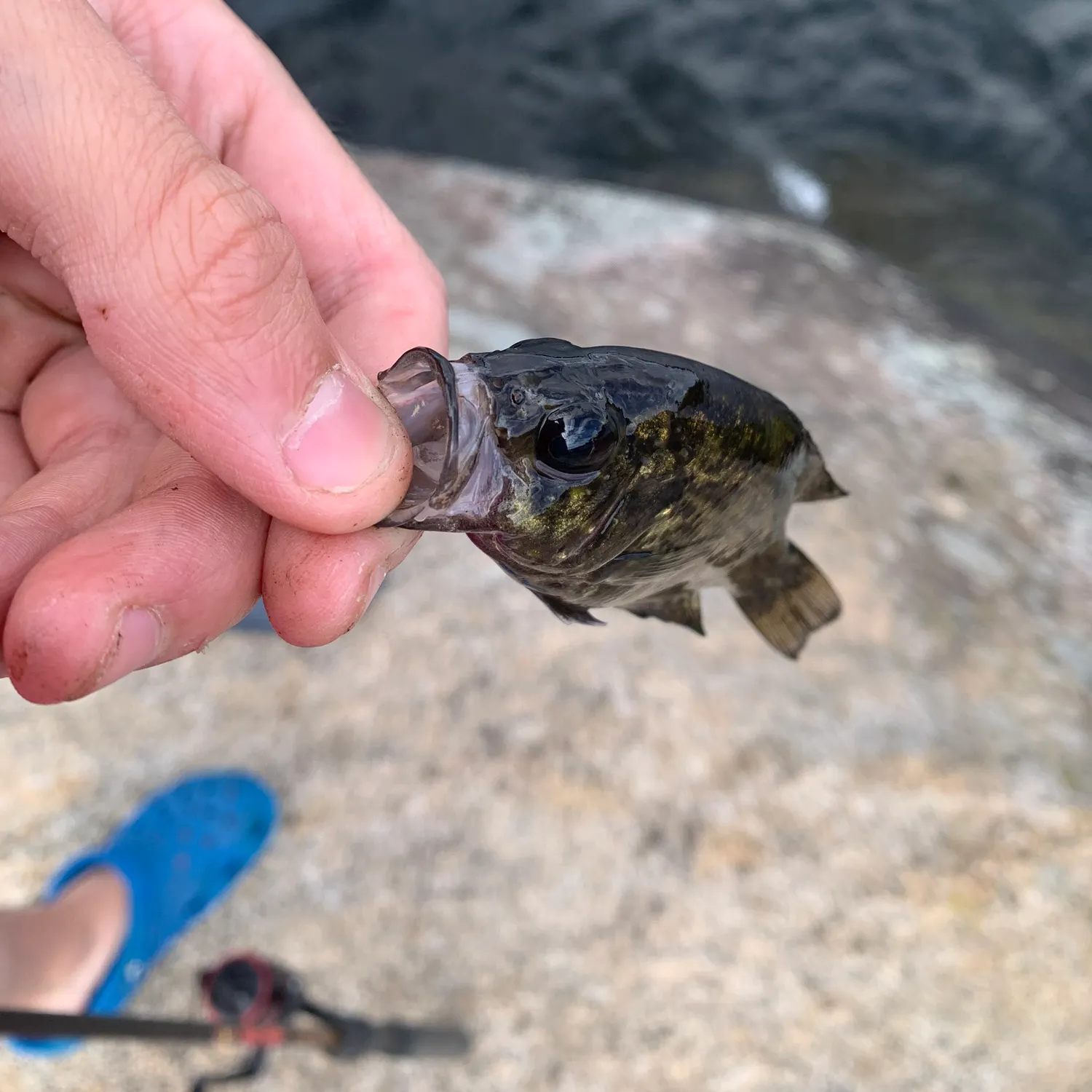 Rock bass caught on Fishbrain