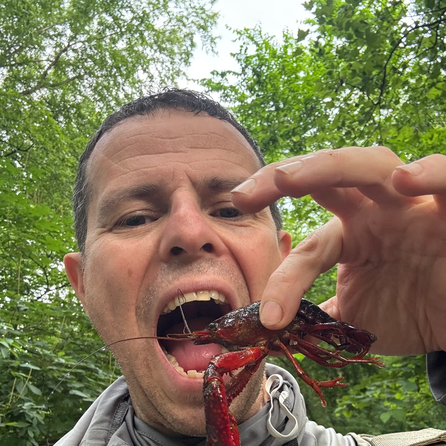 The most recent Red swamp crayfish catches on Fishbrain