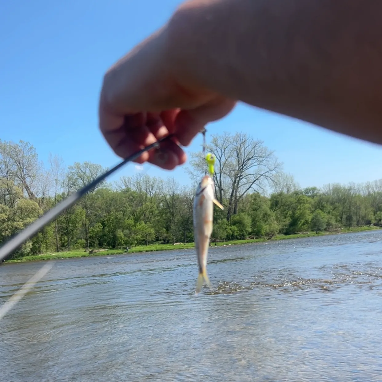 The most recent Western blacknose dace catches on Fishbrain