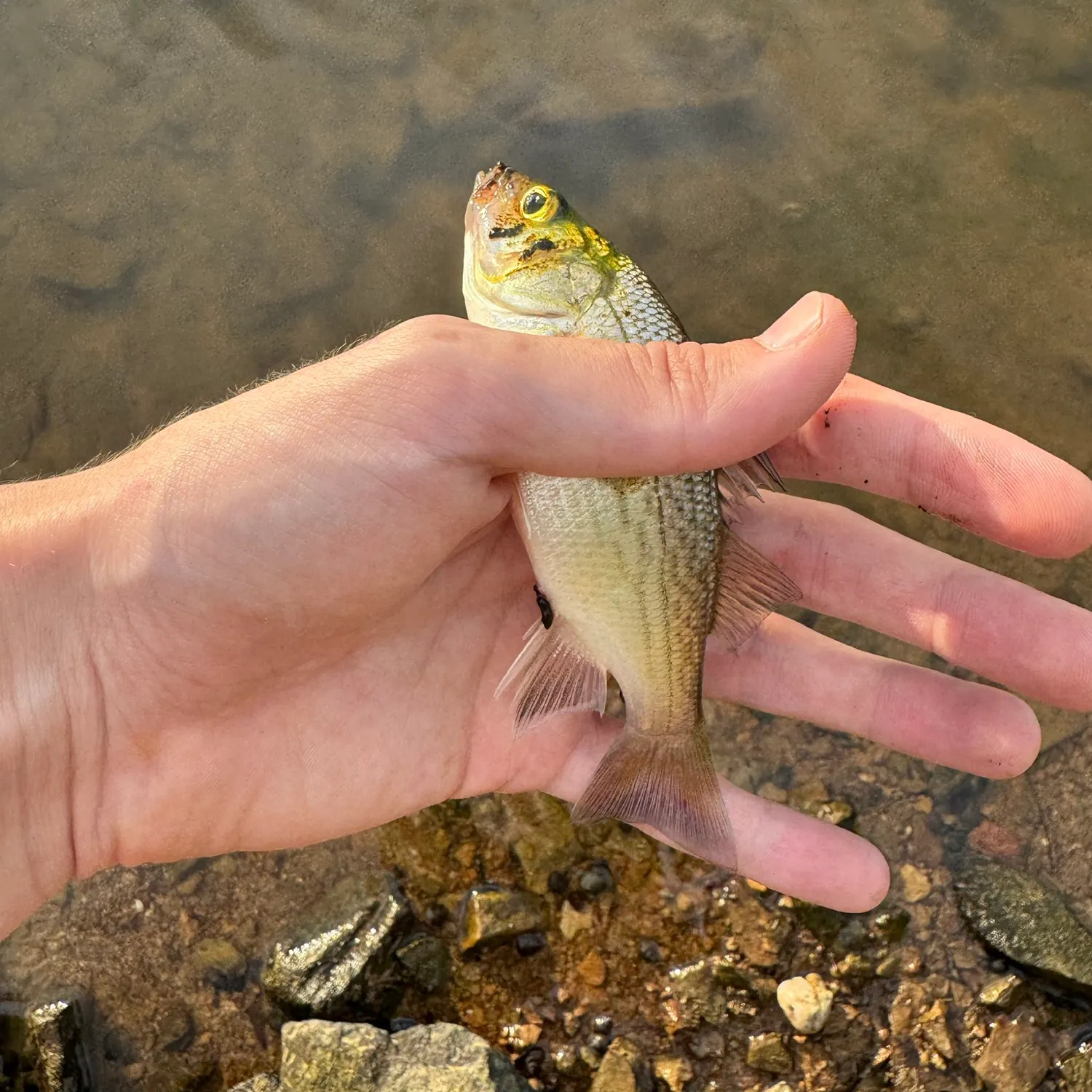 White perch caught on Fishbrain