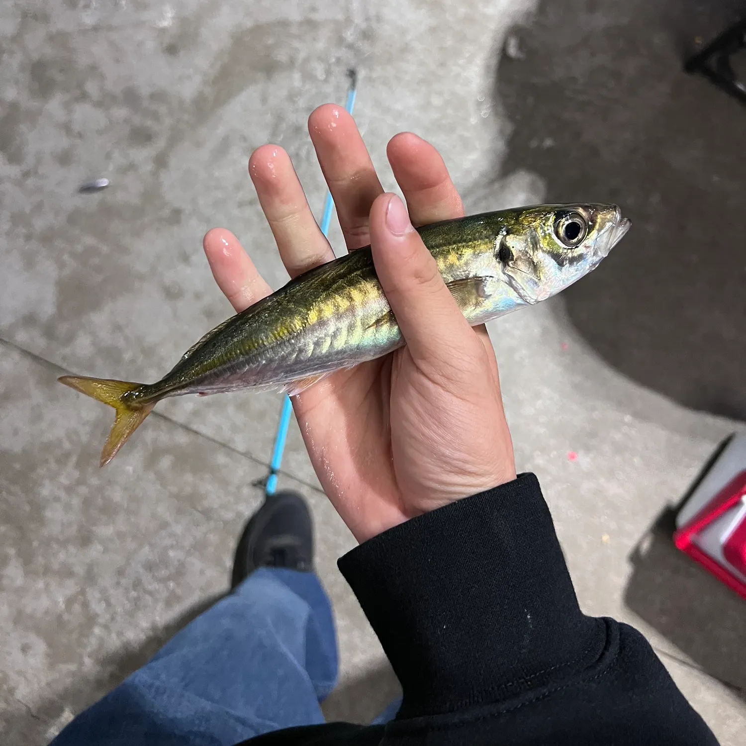The most recent Pacific chub mackerel catches on Fishbrain
