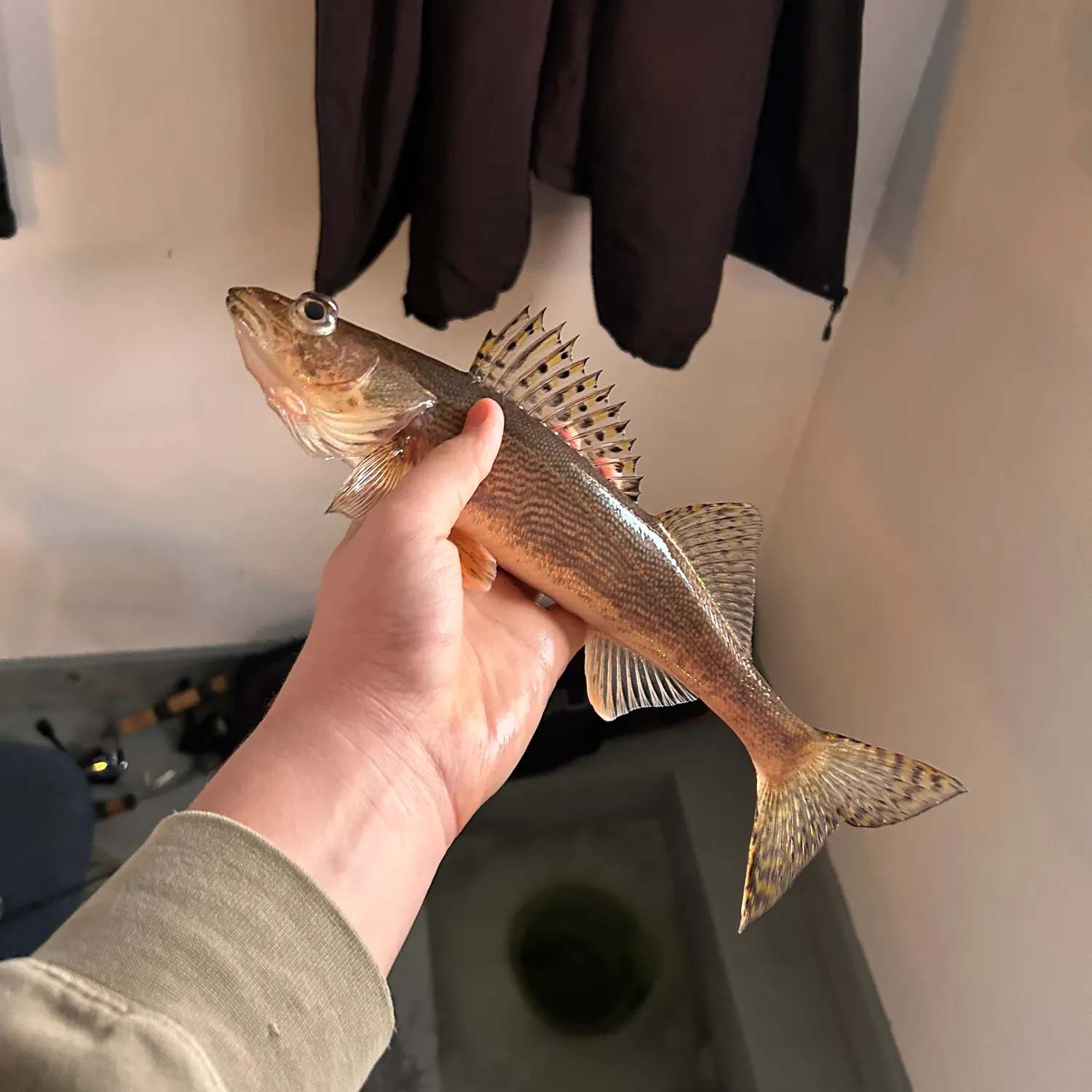 The most recent Sauger catches on Fishbrain