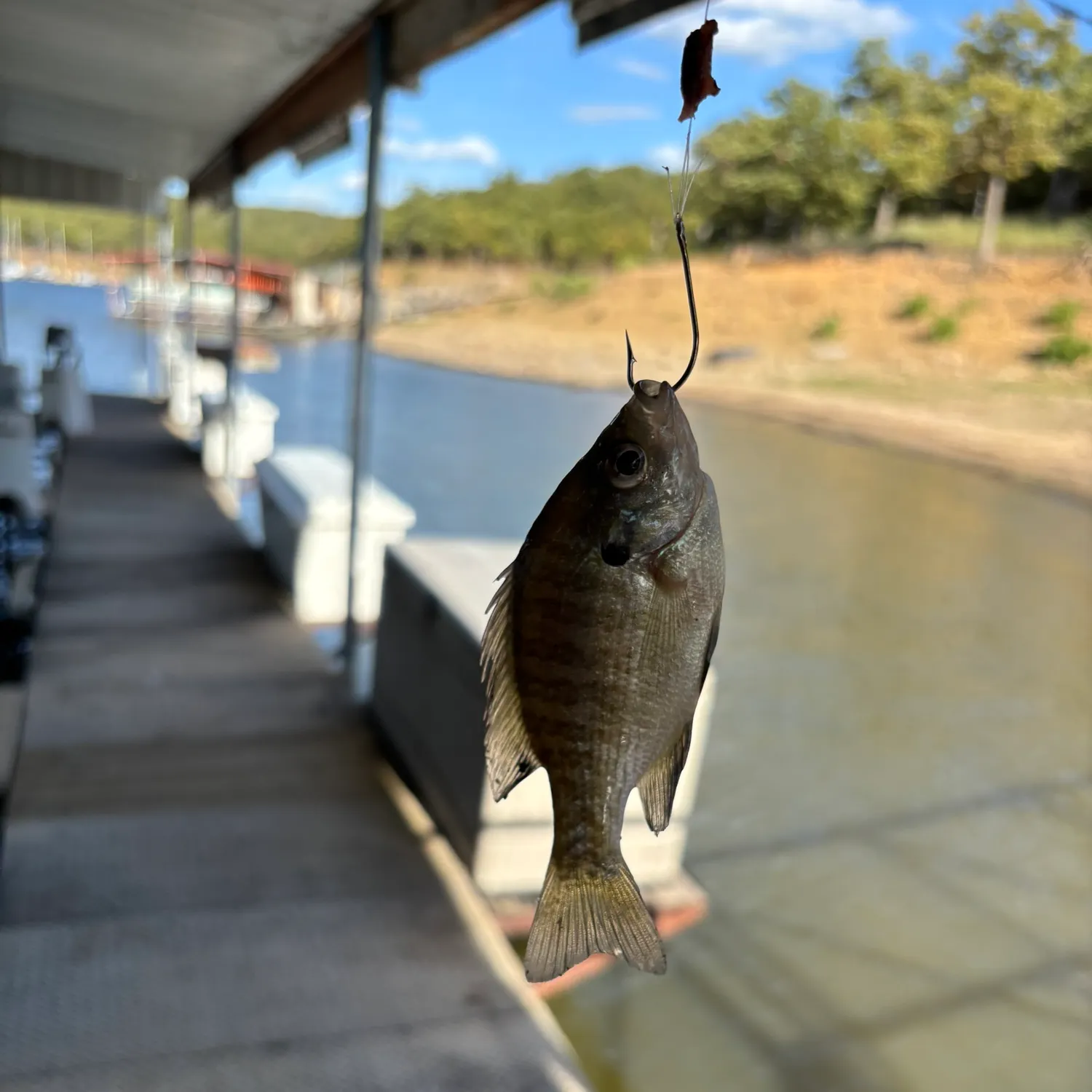 Bluegill caught on Fishbrain