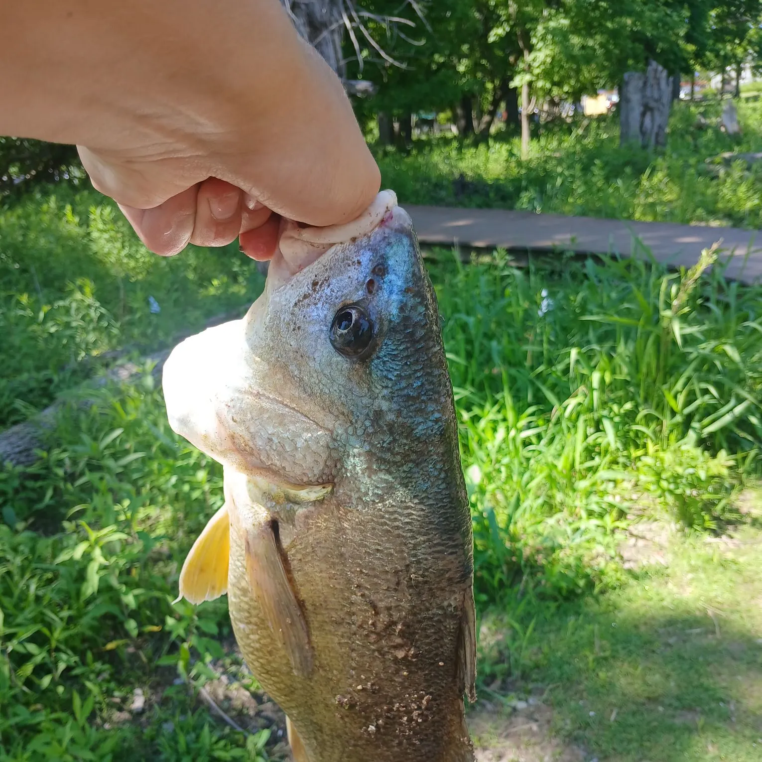 catch