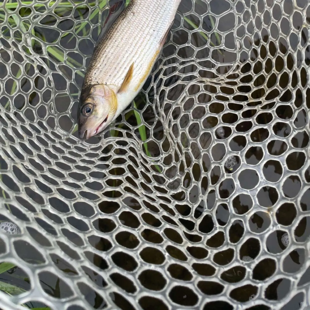 The most recent European grayling catches on Fishbrain