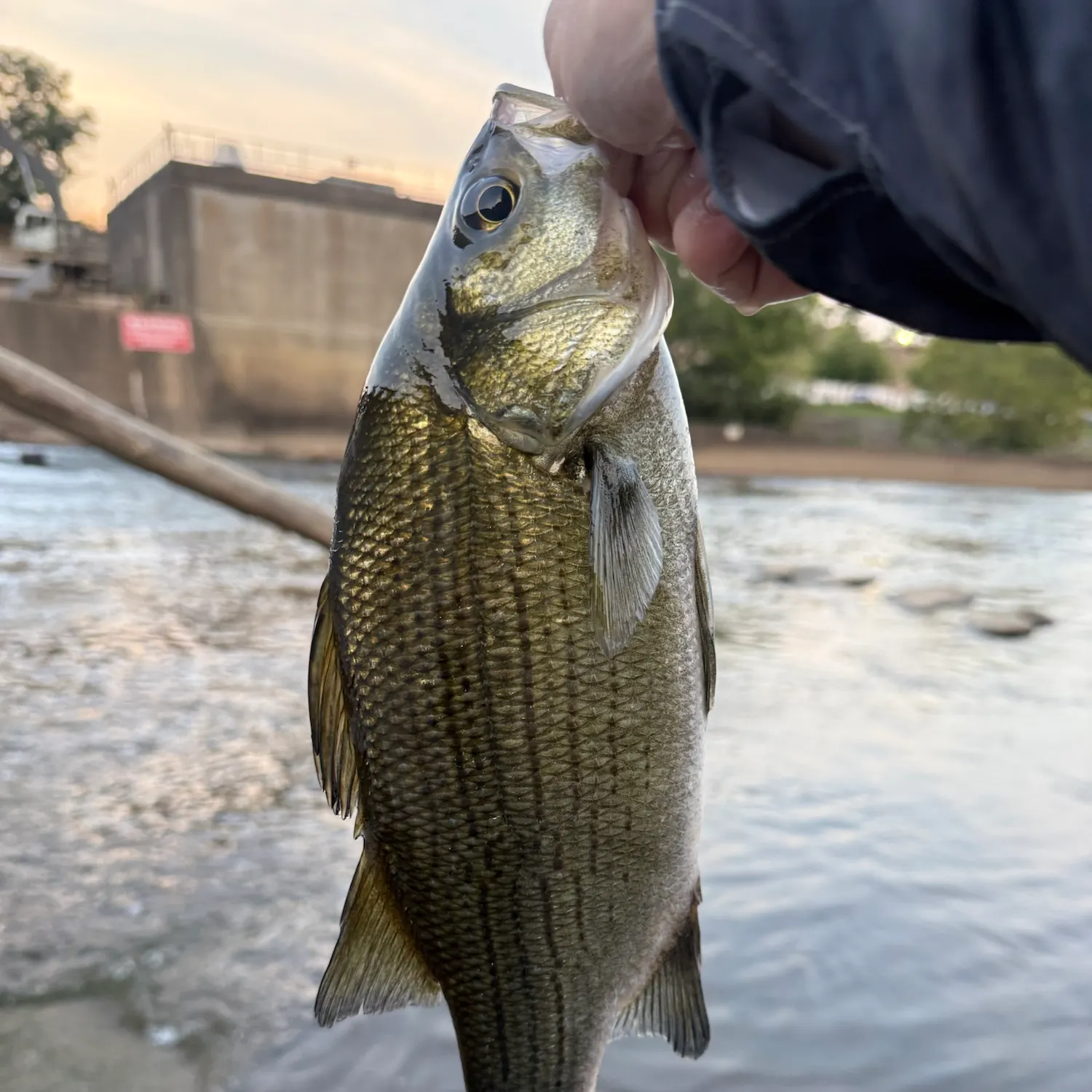 White bass caught on Fishbrain