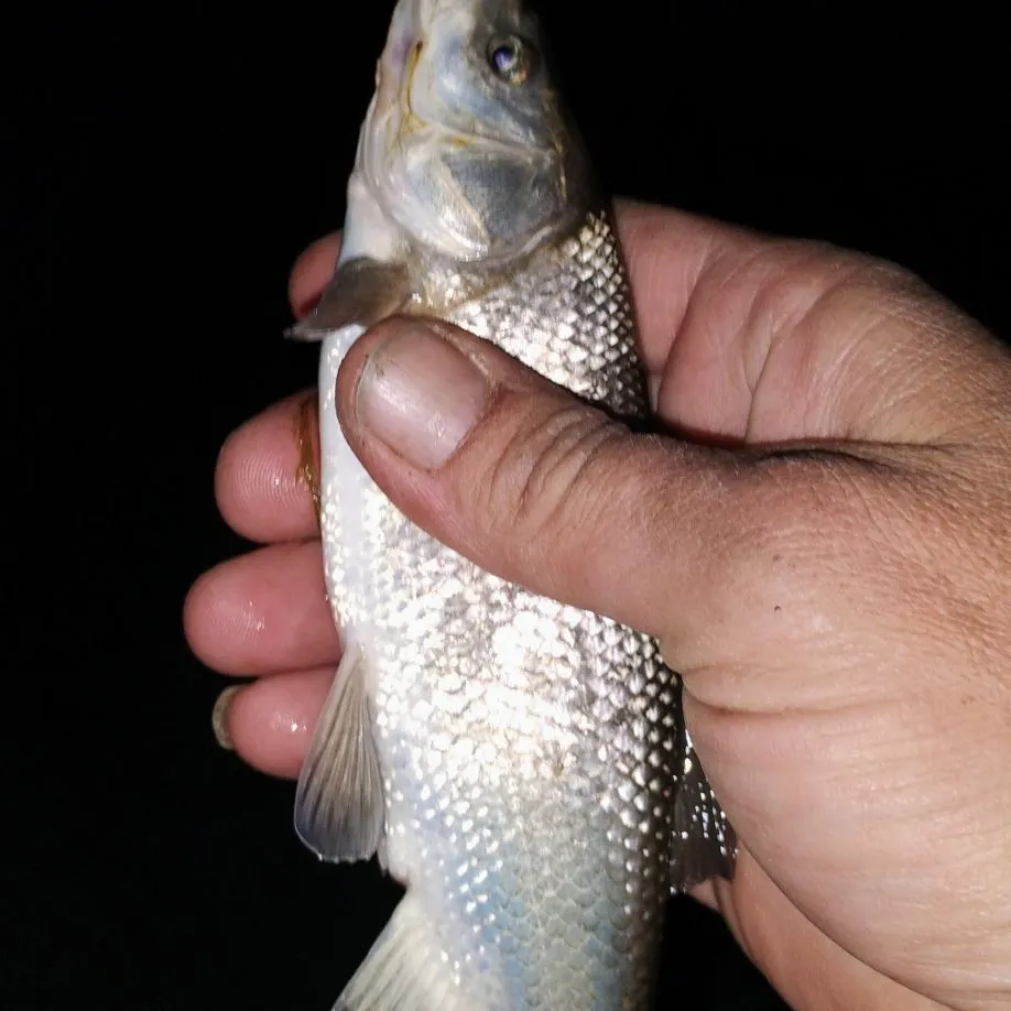 Fish caught on Fishbrain