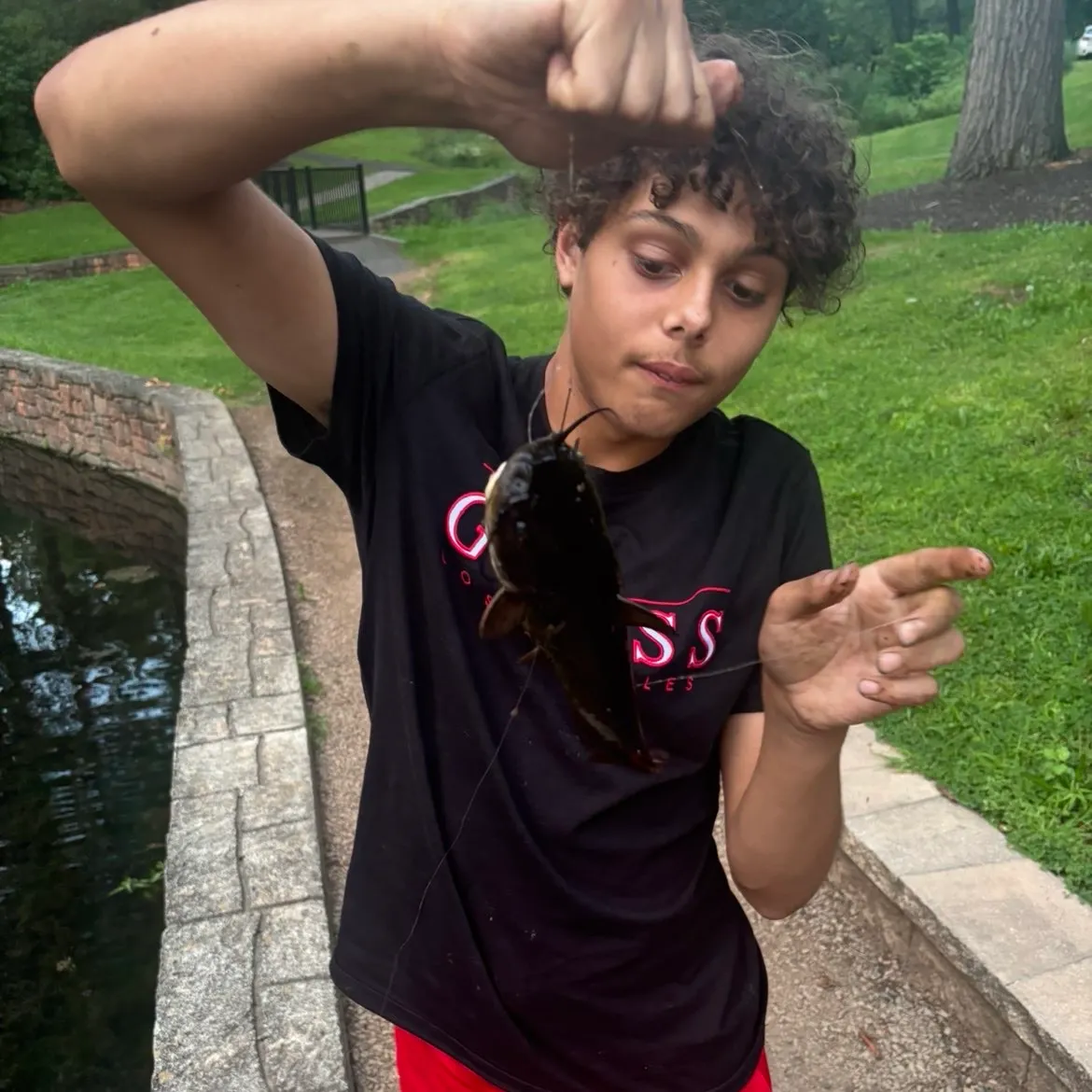 Black bullhead caught on Fishbrain