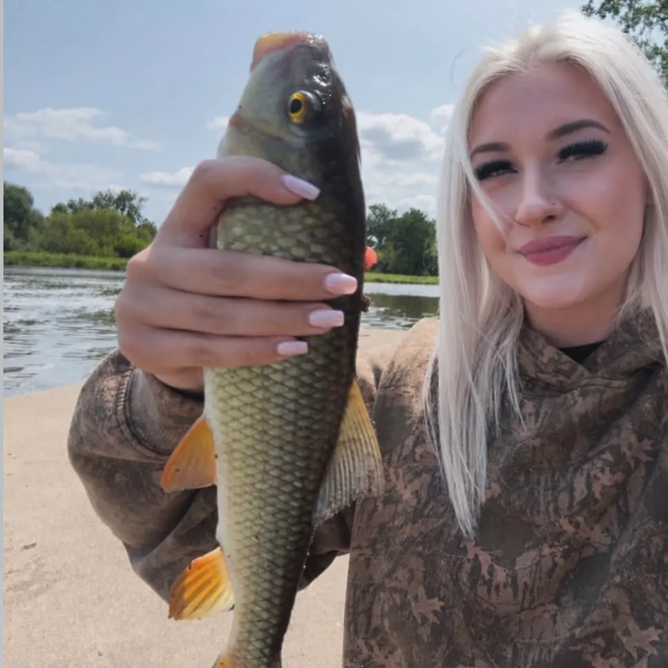 The most recent Golden redhorse catches on Fishbrain