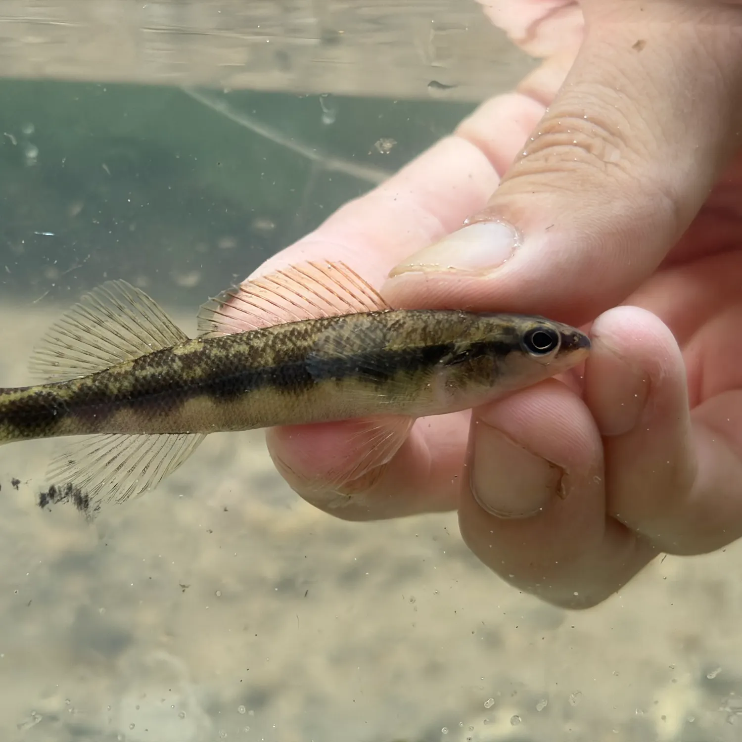 The most recent Dusky darter catches on Fishbrain