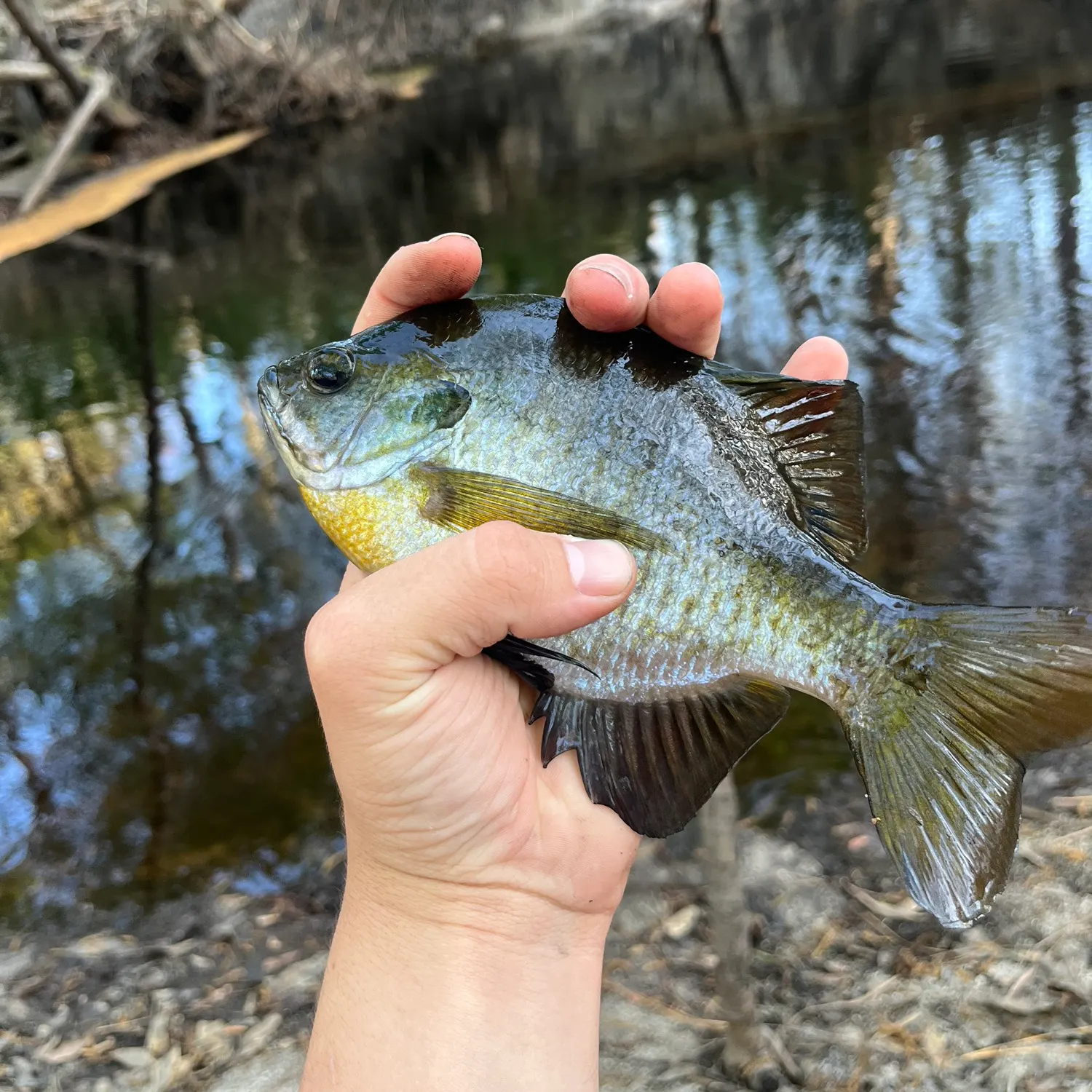 The most recent Bluegill catches on Fishbrain