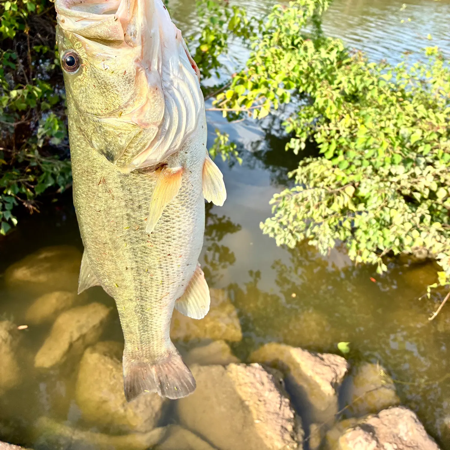 Largemouth bass caught on Fishbrain