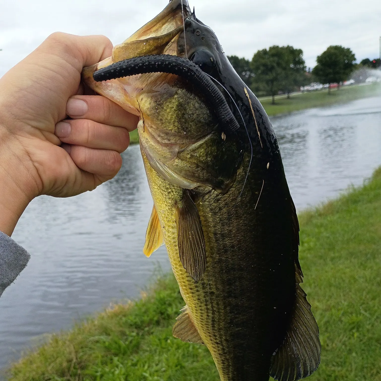 Largemouth bass caught on Fishbrain