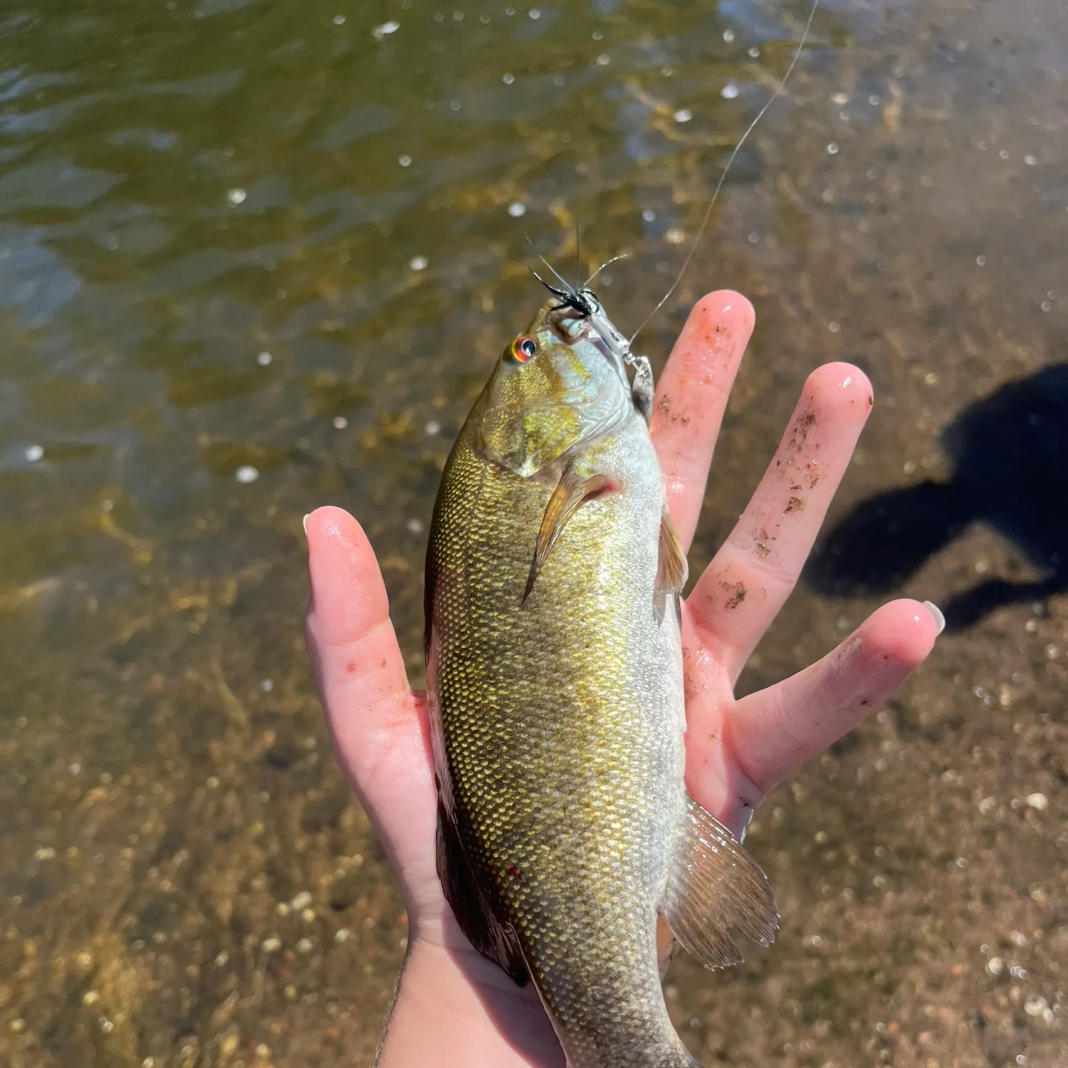 Smallmouth bass caught on Fishbrain