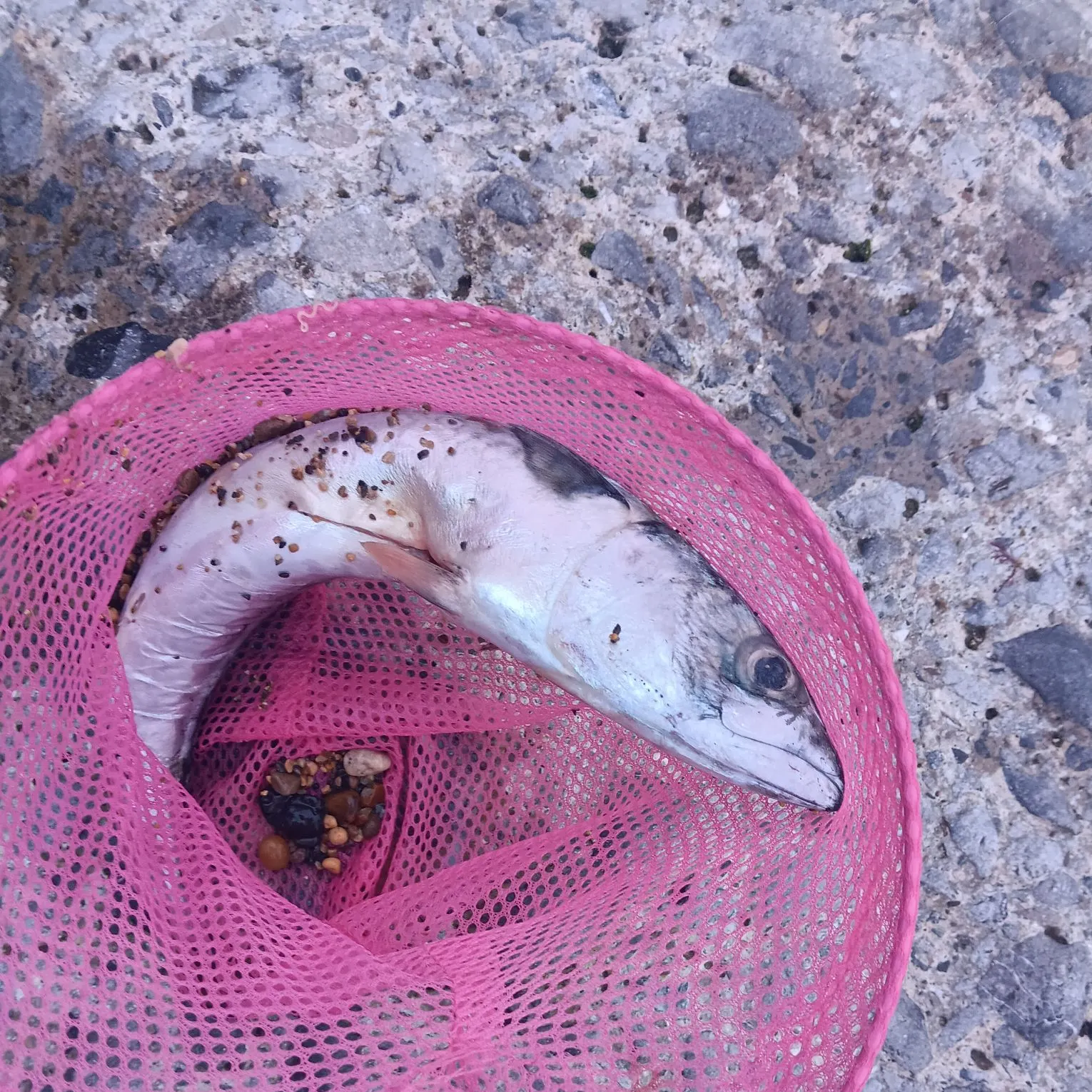 Atlantic mackerel caught on Fishbrain