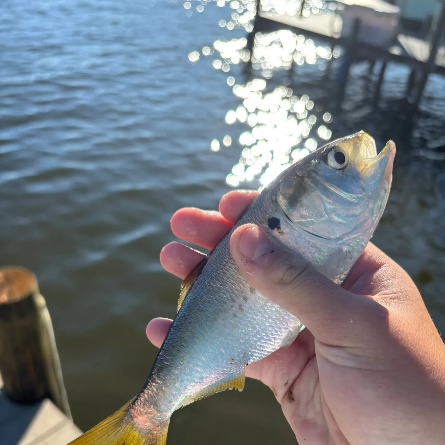 Atlantic menhaden caught on Fishbrain