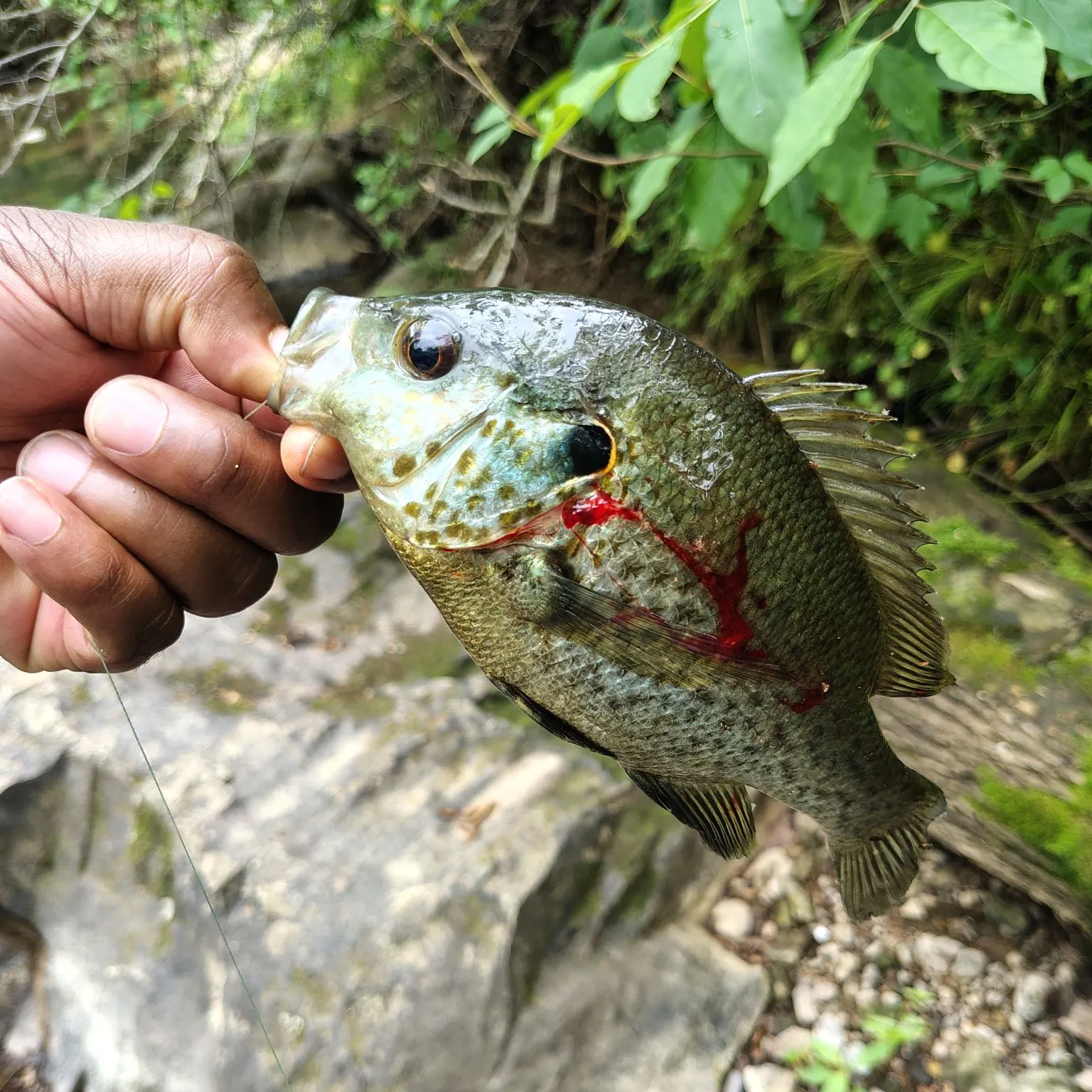 catch