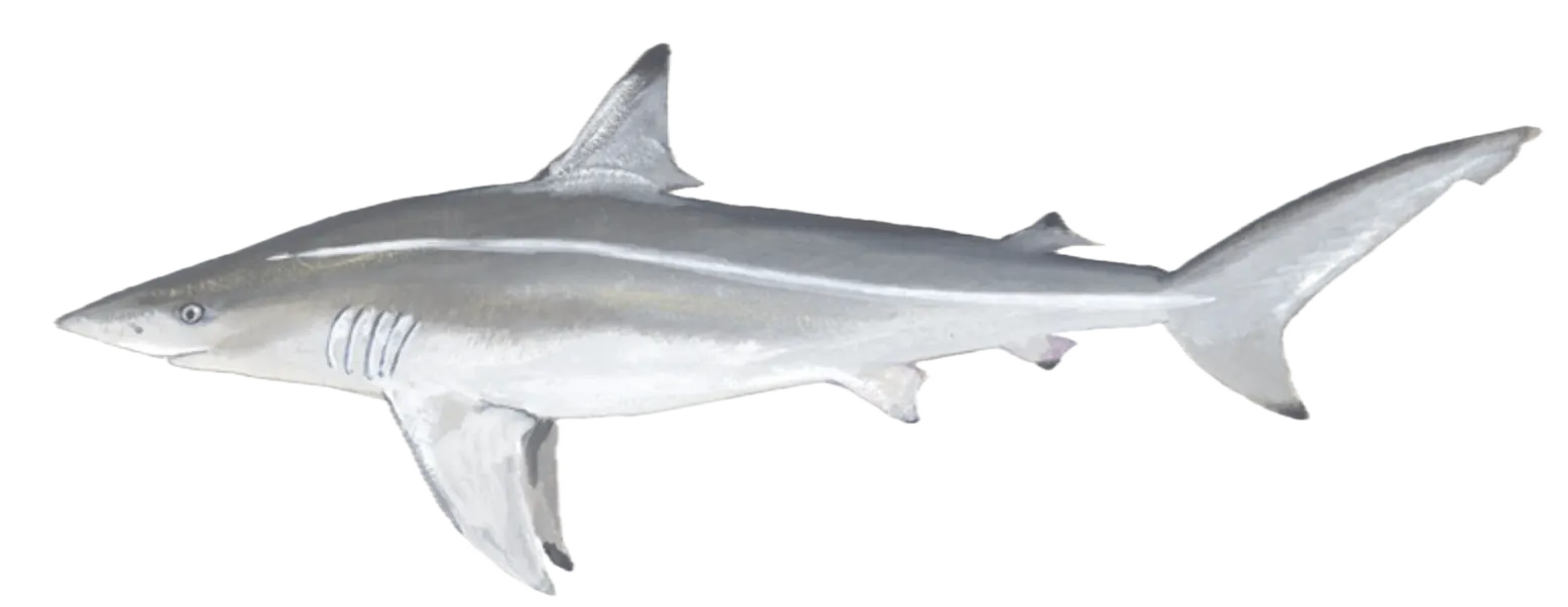 Spinner shark