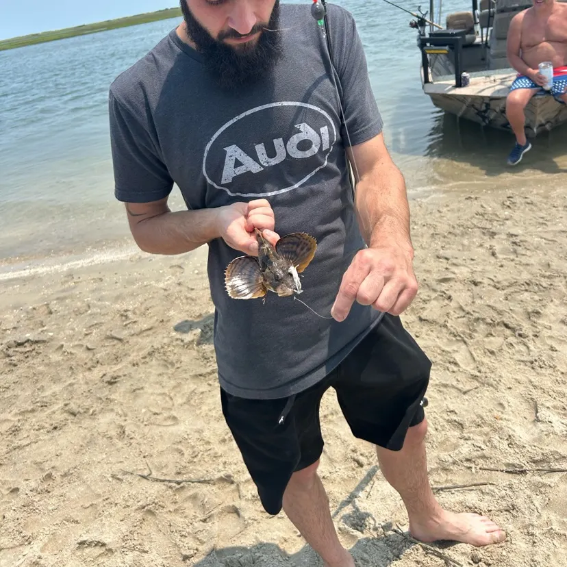 The most recent Striped searobin catches on Fishbrain