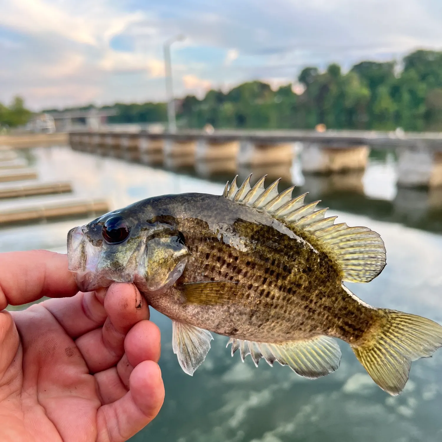 Rock bass caught on Fishbrain