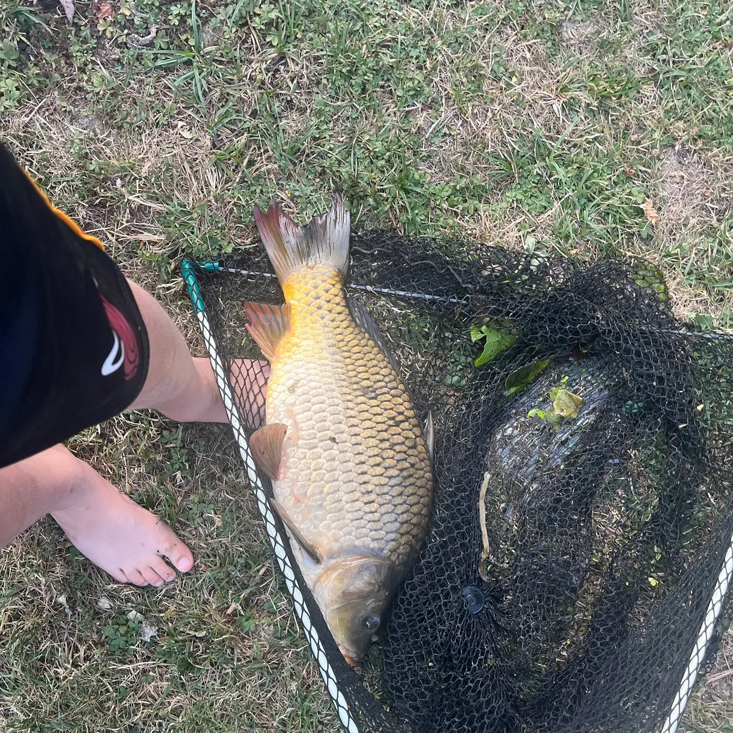 Common carp caught on Fishbrain