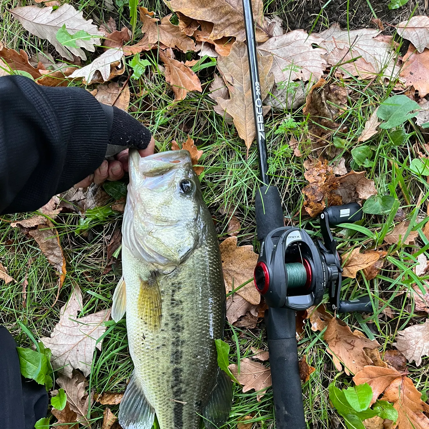 Largemouth bass caught on Fishbrain