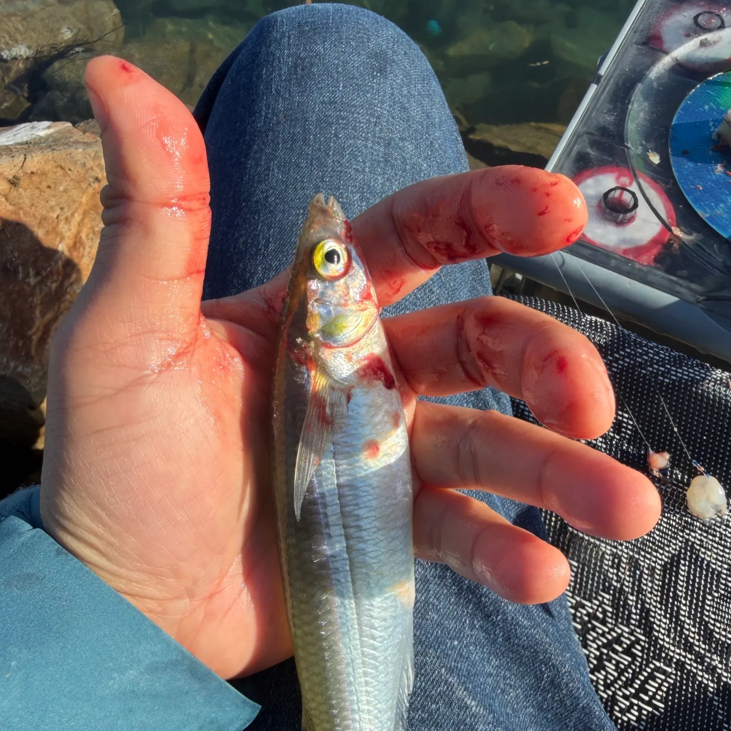 The most recent Topsmelt silverside catches on Fishbrain