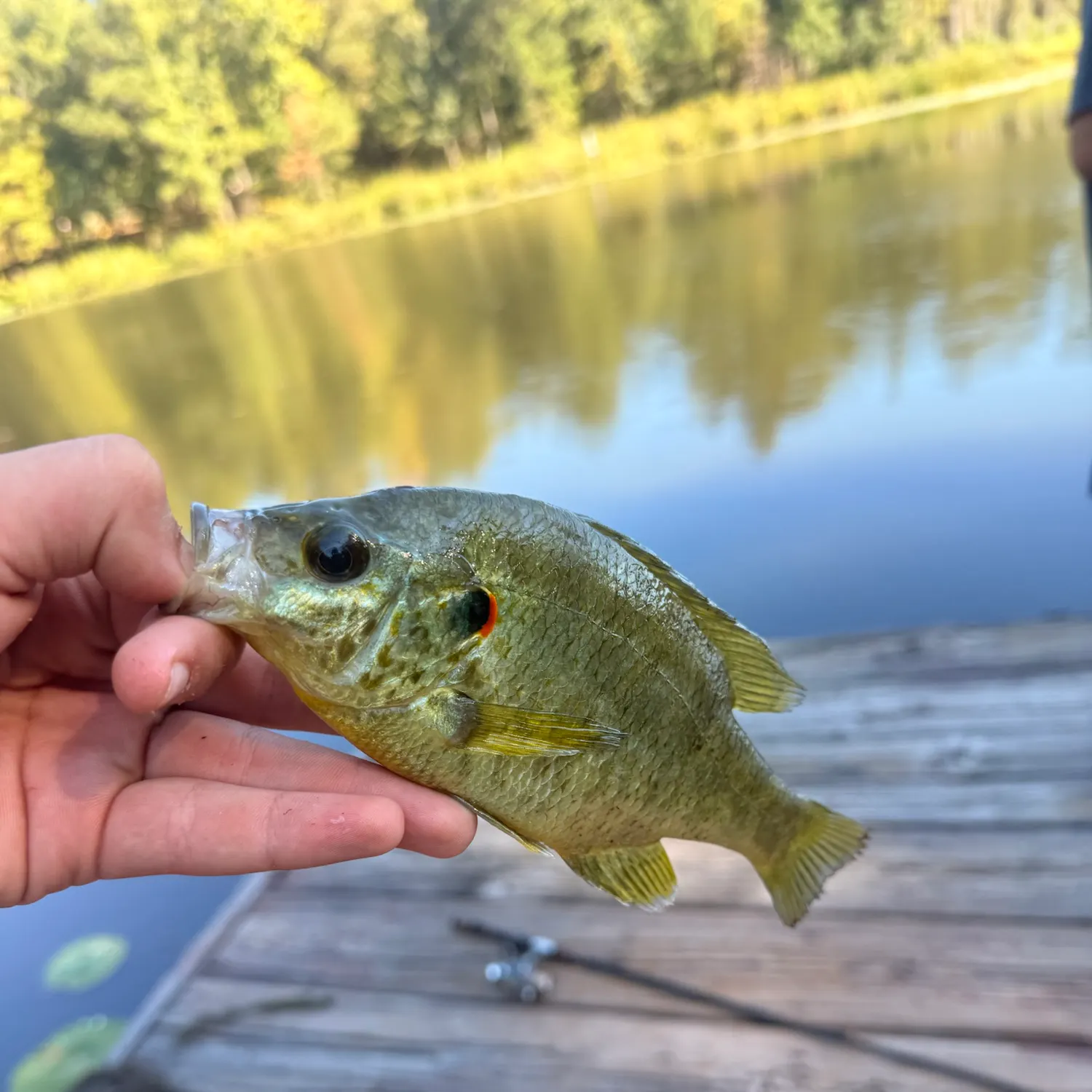 Redear sunfish caught on Fishbrain
