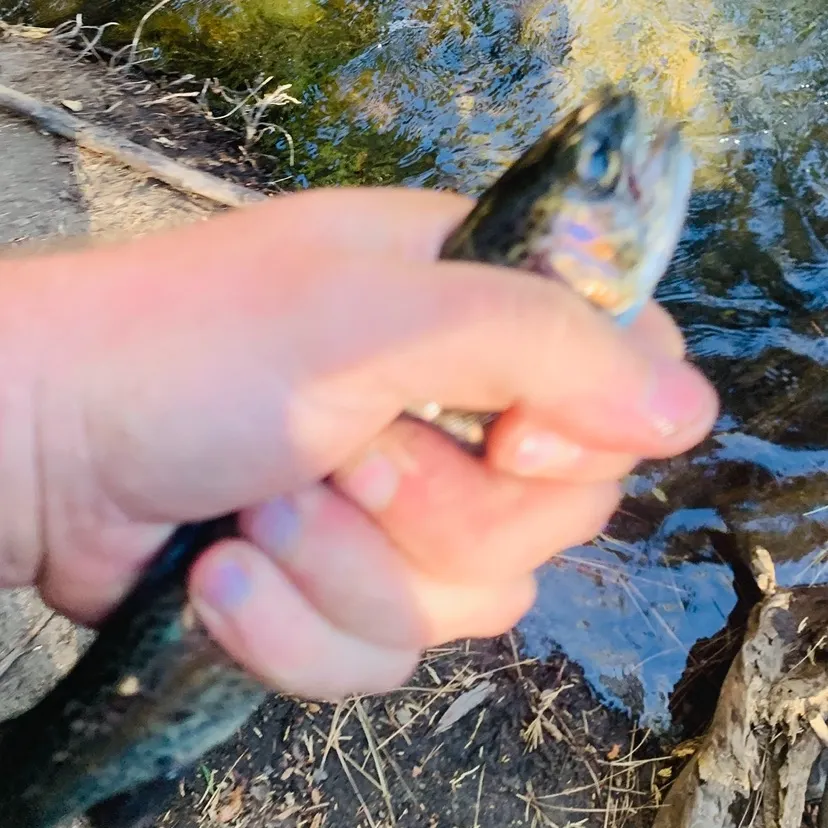 Rainbow trout caught on Fishbrain