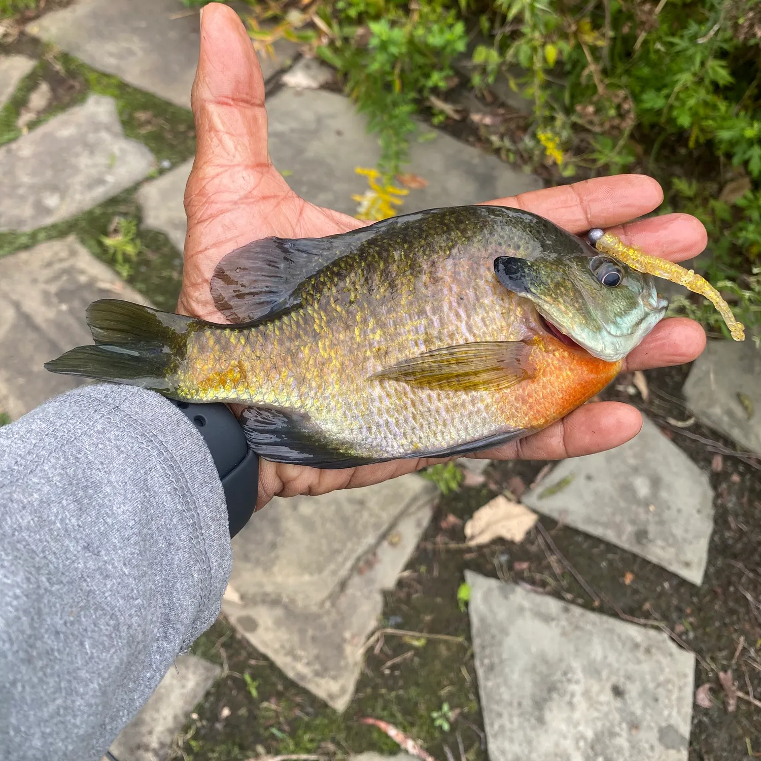 Bluegill caught on Fishbrain