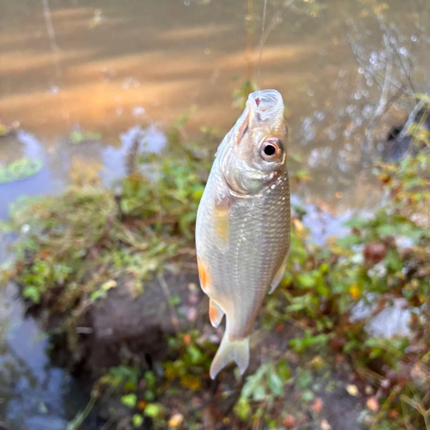 Common roach caught on Fishbrain