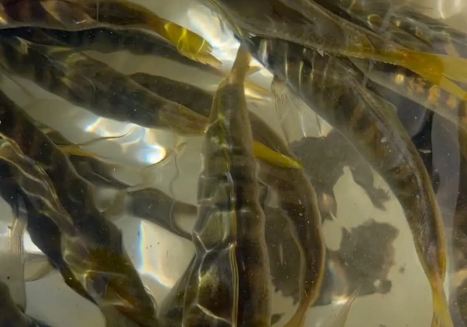 Yellowtail horse mackerel