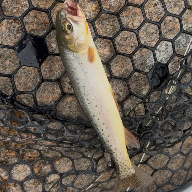 Cutthroat trout caught on Fishbrain