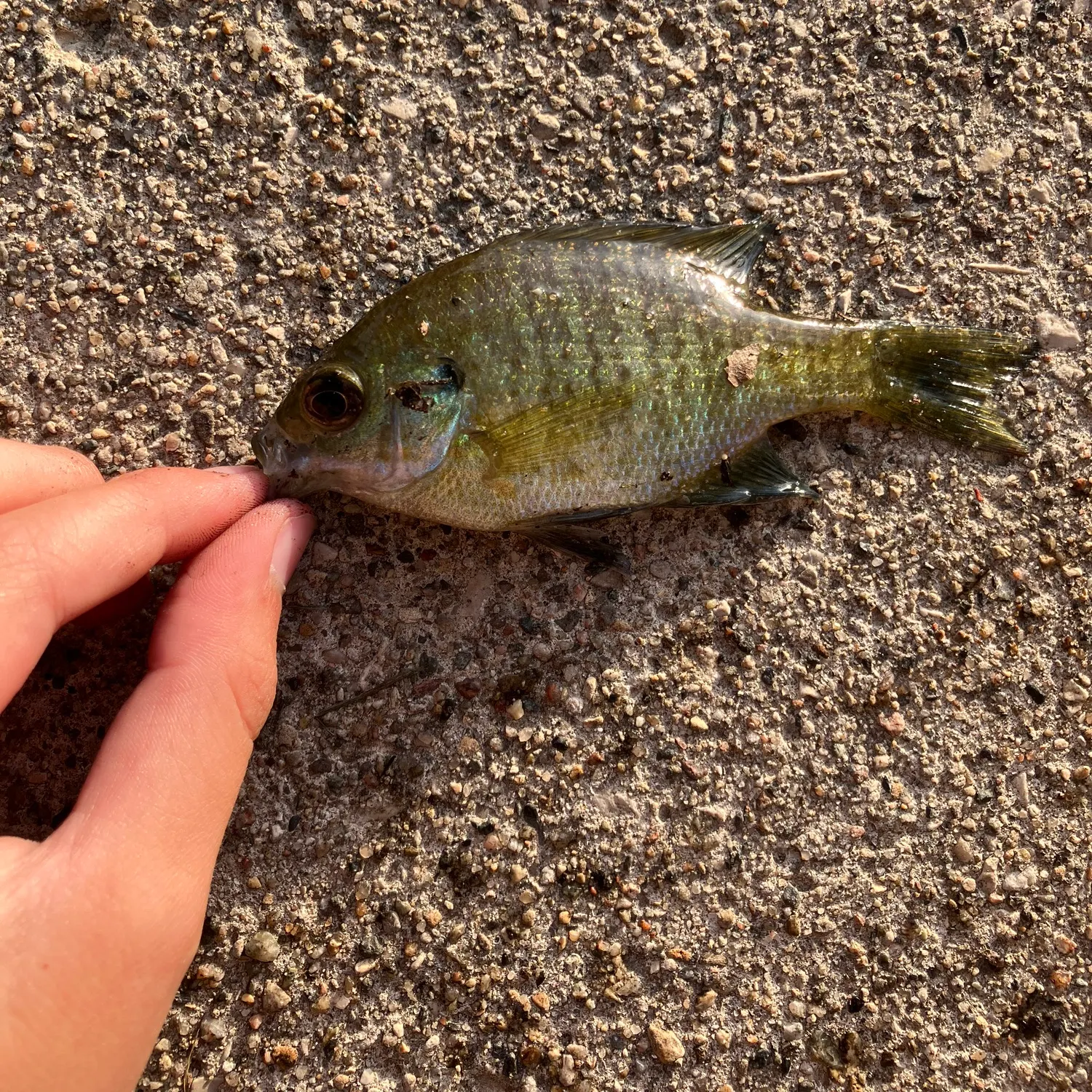 Bluegill caught on Fishbrain