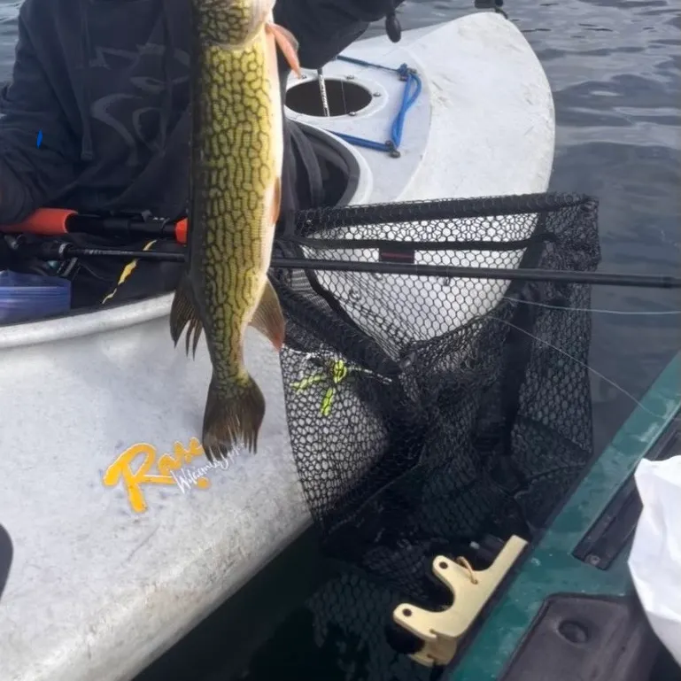 Chain pickerel caught on Fishbrain