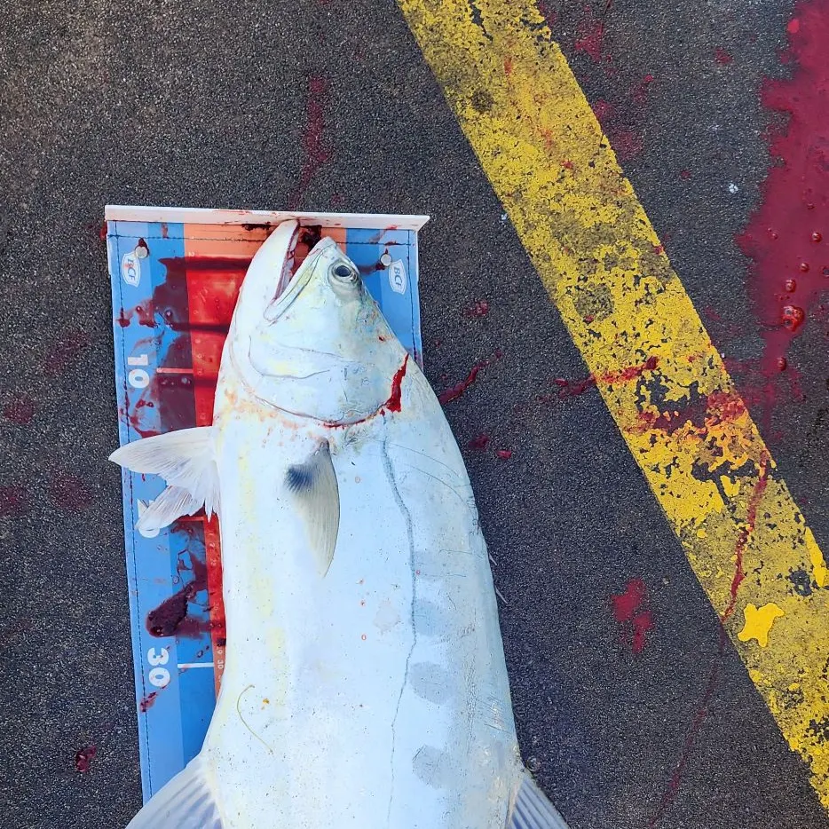 The most recent Talang queenfish catches on Fishbrain