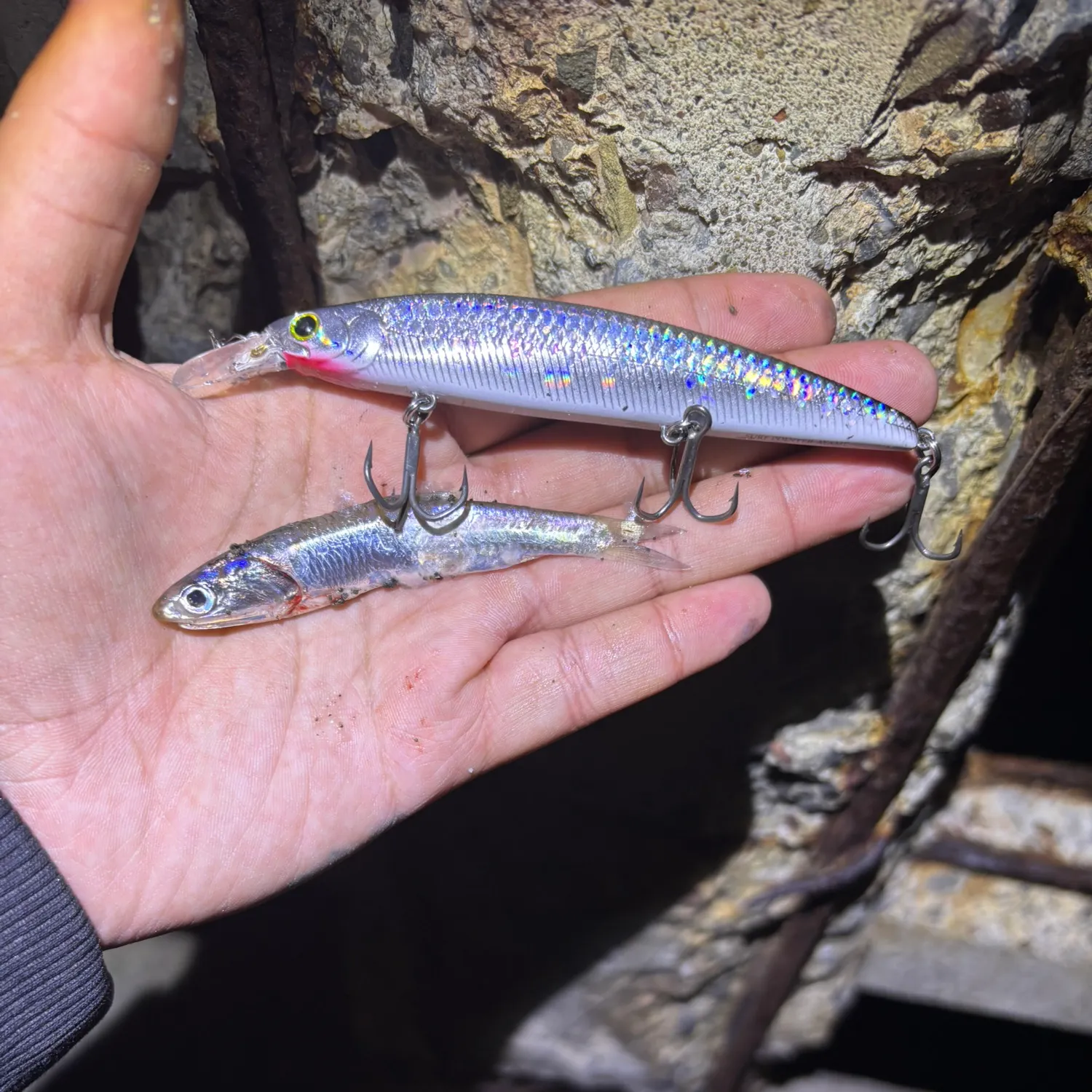 The most recent Northern anchovy catches on Fishbrain