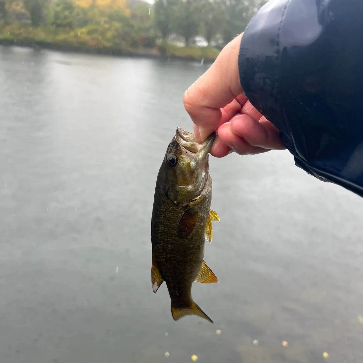 Smallmouth bass caught on Fishbrain
