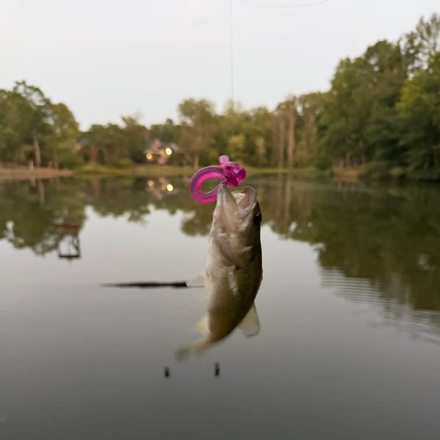 The most recent Spotted bass catches on Fishbrain