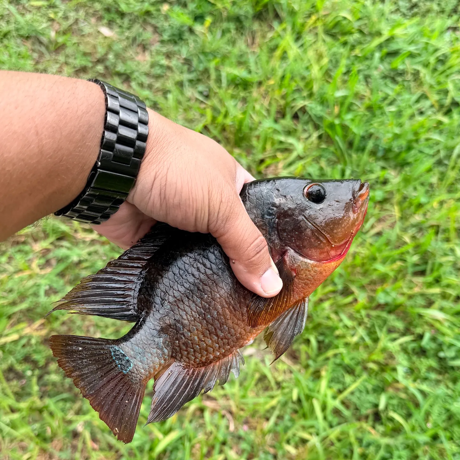 Mayan cichlid caught on Fishbrain