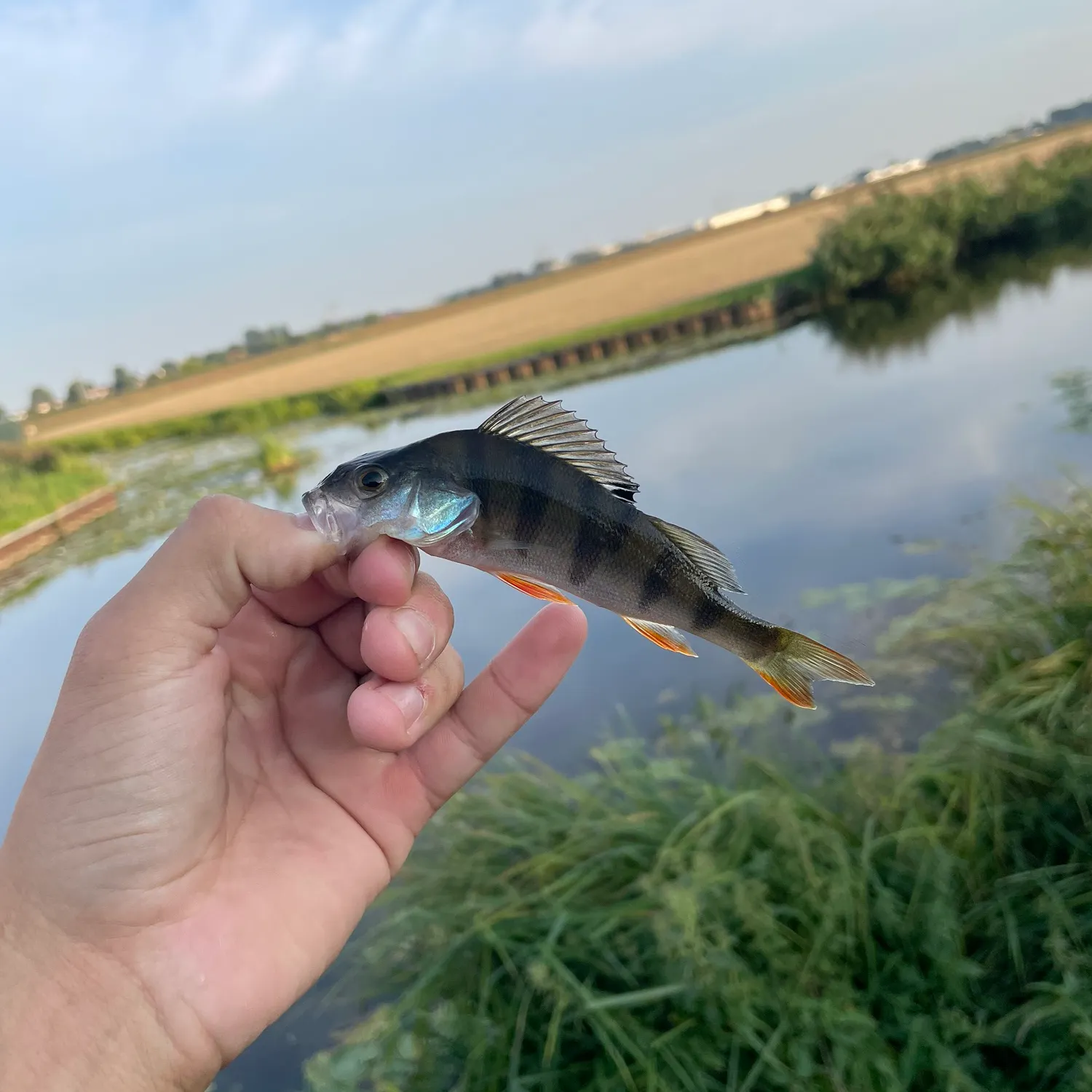 European perch caught on Fishbrain